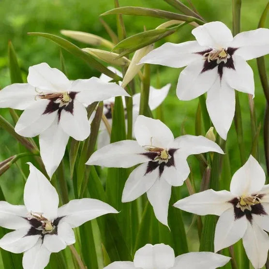 Longfield Garden Solution Collections