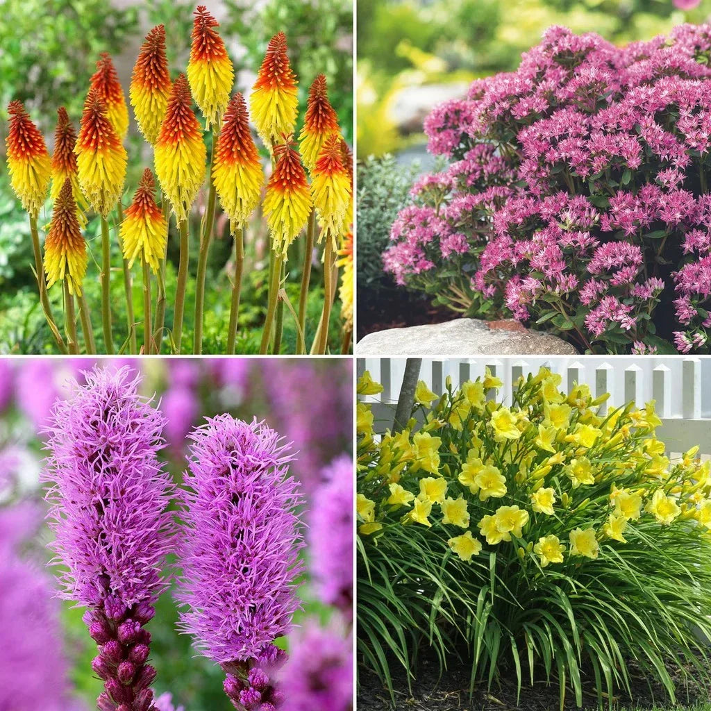 Longfield Garden Solution Collections