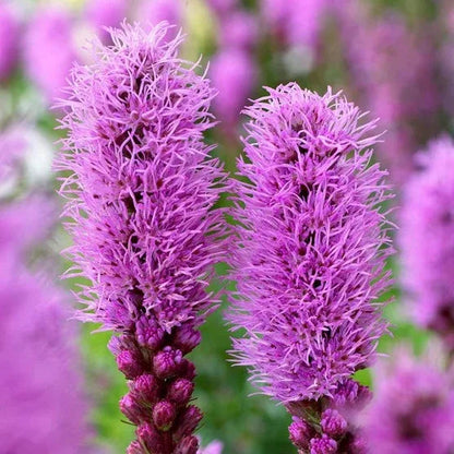 Longfield Garden Solution Collections