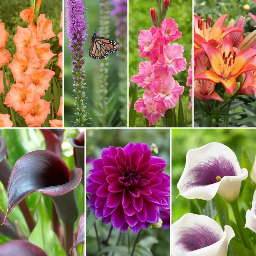 Longfield Garden Solution Collections