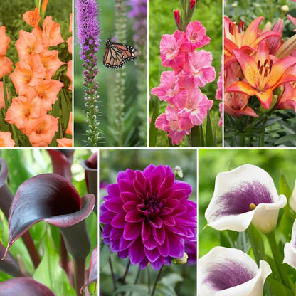 Longfield Garden Solution Collections