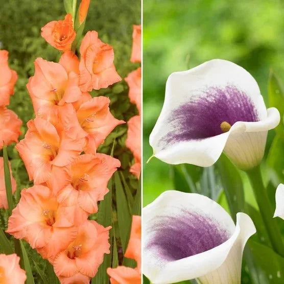 Longfield Garden Solution Collections