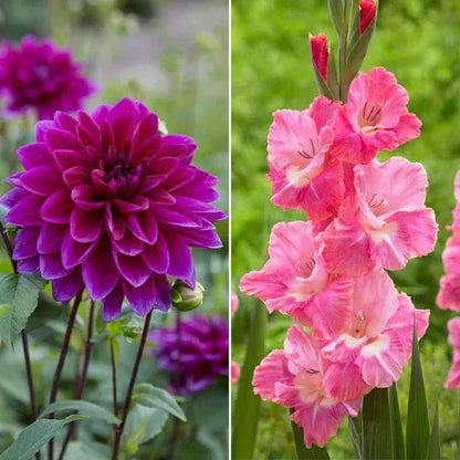 Longfield Garden Solution Collections