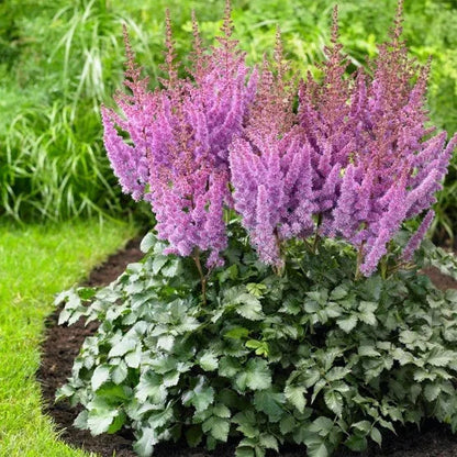 Longfield Gardens Astilbes and Hosta Shade Gardens