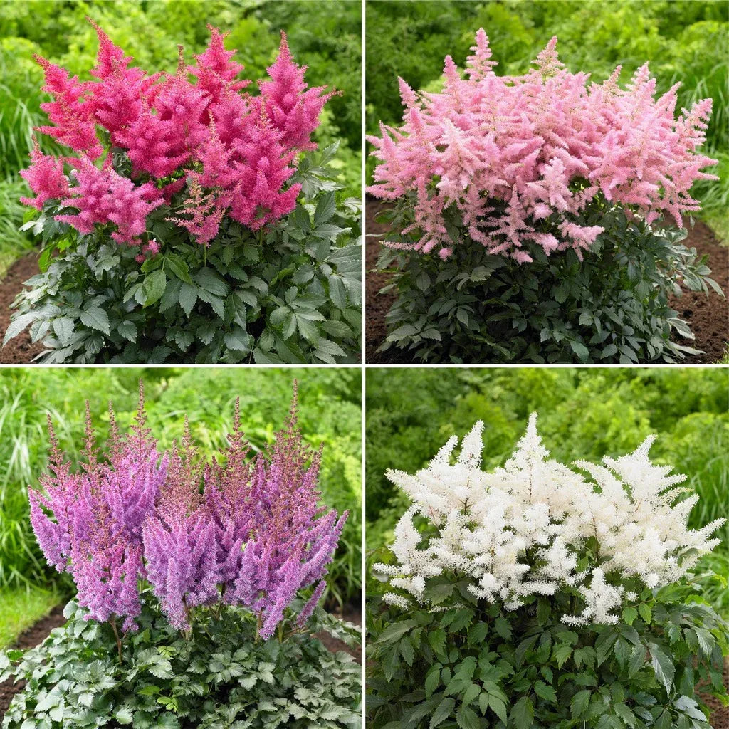 Longfield Gardens Astilbes and Hosta Shade Gardens