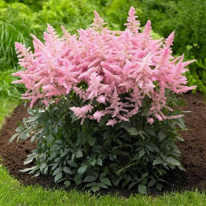 Longfield Gardens Astilbes and Hosta Shade Gardens