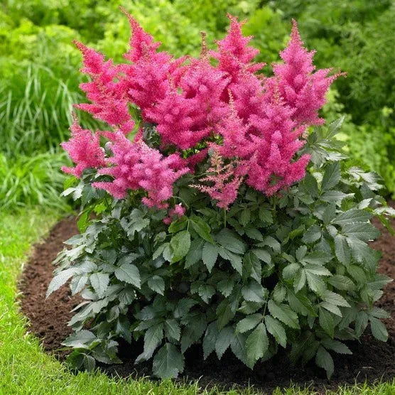 Longfield Gardens Astilbes and Hosta Shade Gardens