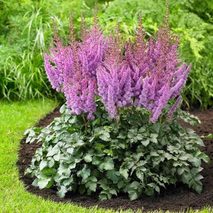 Longfield Gardens Astilbes and Hosta Shade Gardens