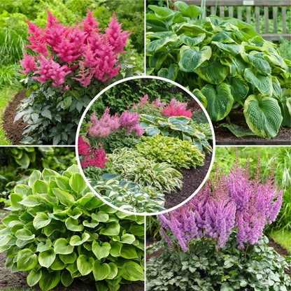 Longfield Gardens Astilbes and Hosta Shade Gardens