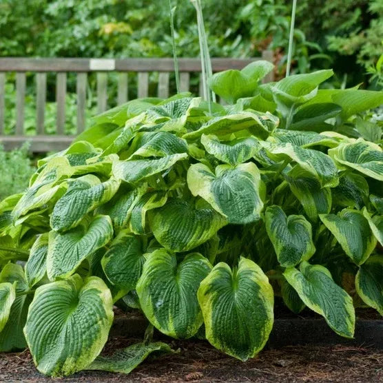 Longfield Gardens Astilbes and Hosta Shade Gardens