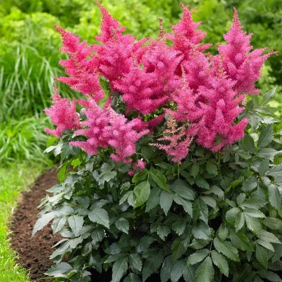 Longfield Gardens Astilbes and Hosta Shade Gardens