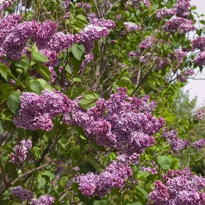 Longfield Gardens Lilac’s