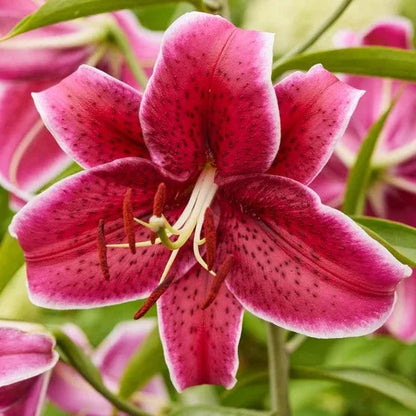 Longfield Gardens Lily Collections, 35-count