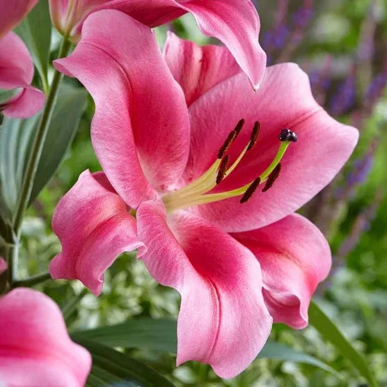 Longfield Gardens Lily Collections, 35-count