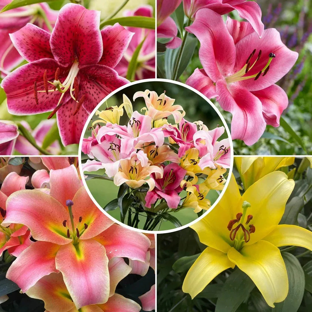 Longfield Gardens Lily Collections, 35-count