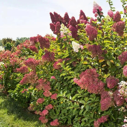 Longfield Gardens Pink/Red Hydrangea’s