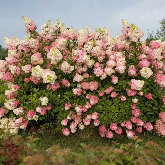 Longfield Gardens Pink/Red Hydrangea’s