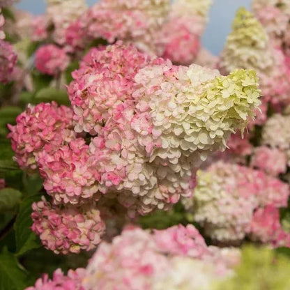 Longfield Gardens Pink/Red Hydrangea’s