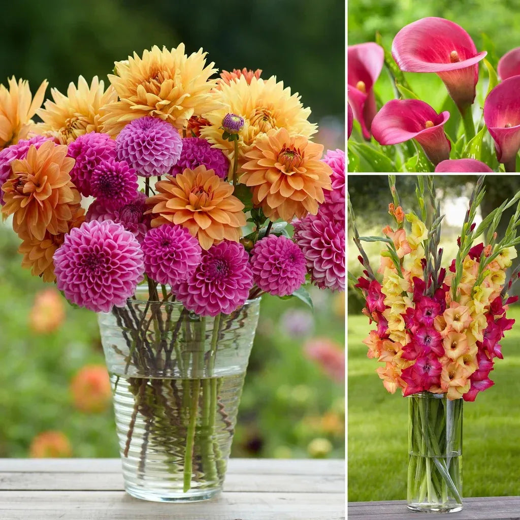 Longfield Gardens Sun Loving Collections
