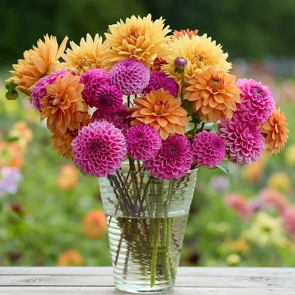 Longfield Gardens Sun Loving Collections