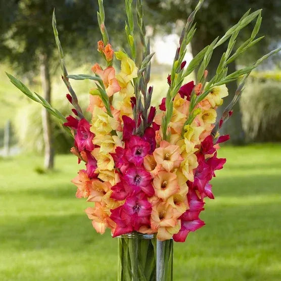 Longfield Gardens Sun Loving Collections