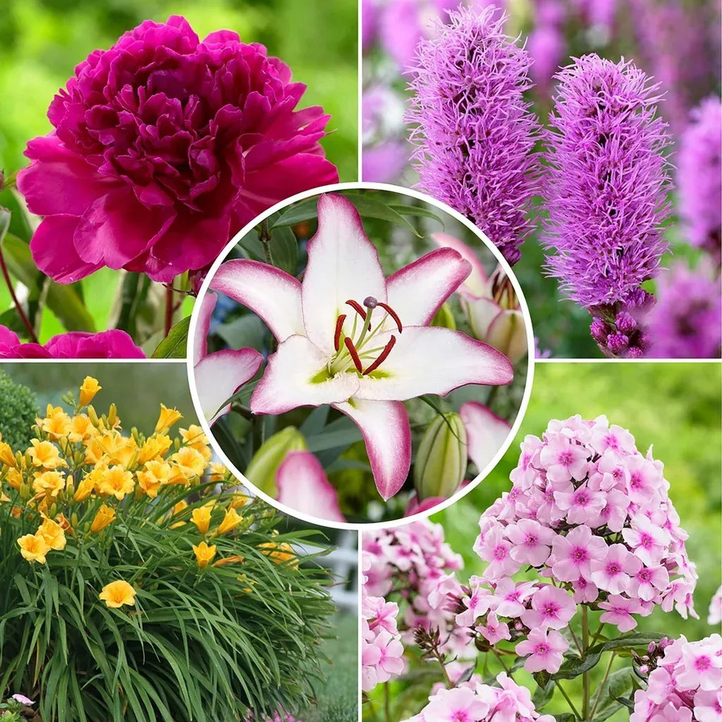 Longfield Gardens Sun Loving Collections