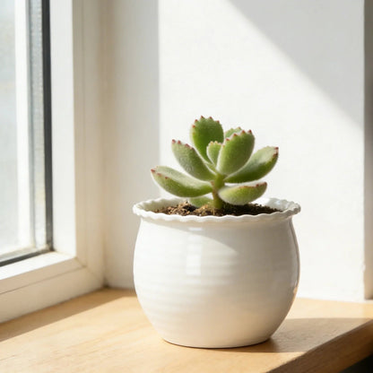 Mainstays Brooke Round Vanilla Dream 100% Recycled Resin Planter