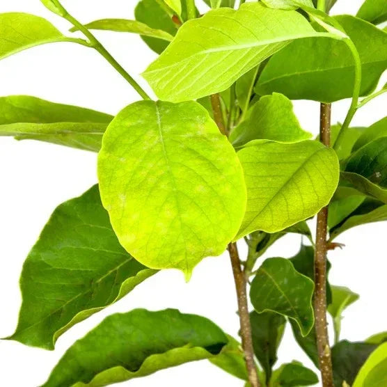 Magnolia Tree 3 Gallon, 2-pack