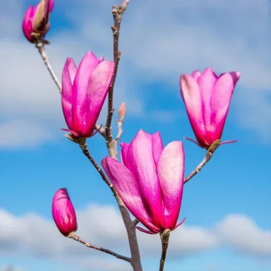 Magnolia Tree 3 Gallon, 2-pack