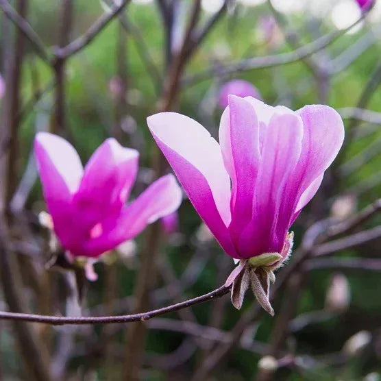 Magnolia Tree 3 Gallon, 2-pack