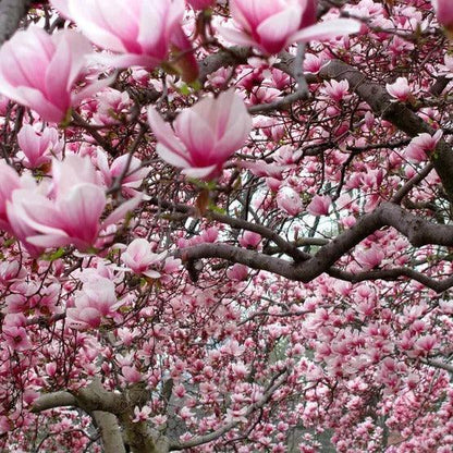 Magnolia Tree 3 Gallon, 2-pack