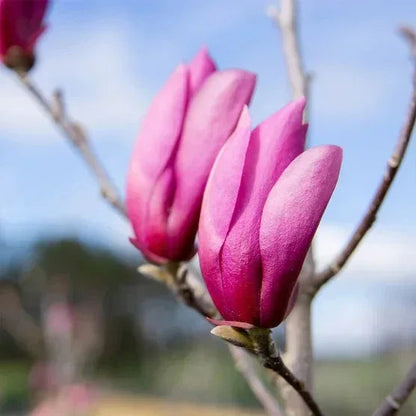 Magnolia Tree 3 Gallon, 2-pack