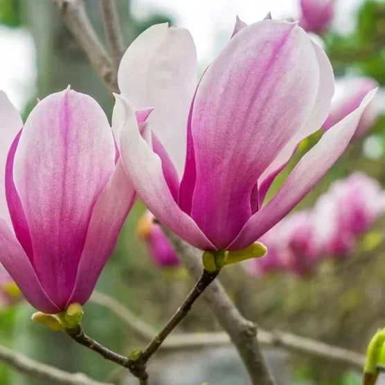 Magnolia Tree 3 Gallon, 2-pack