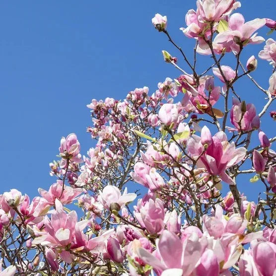 Magnolia Tree 3 Gallon, 2-pack