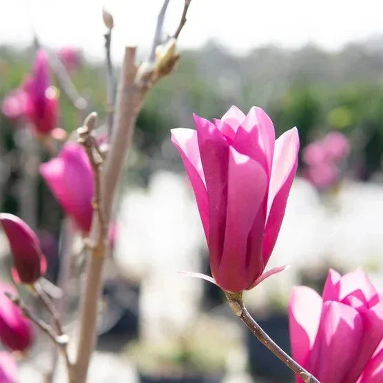 Magnolia Tree 3 Gallon, 2-pack