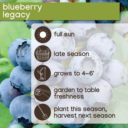 Member's Mark Blueberry Legacy & Bluecrop, 2pk