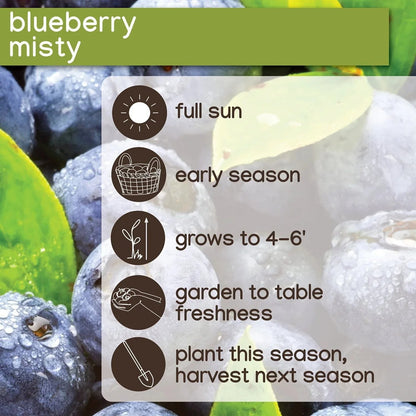 Member's Mark Blueberry Misty & Sharpblue, 2pk