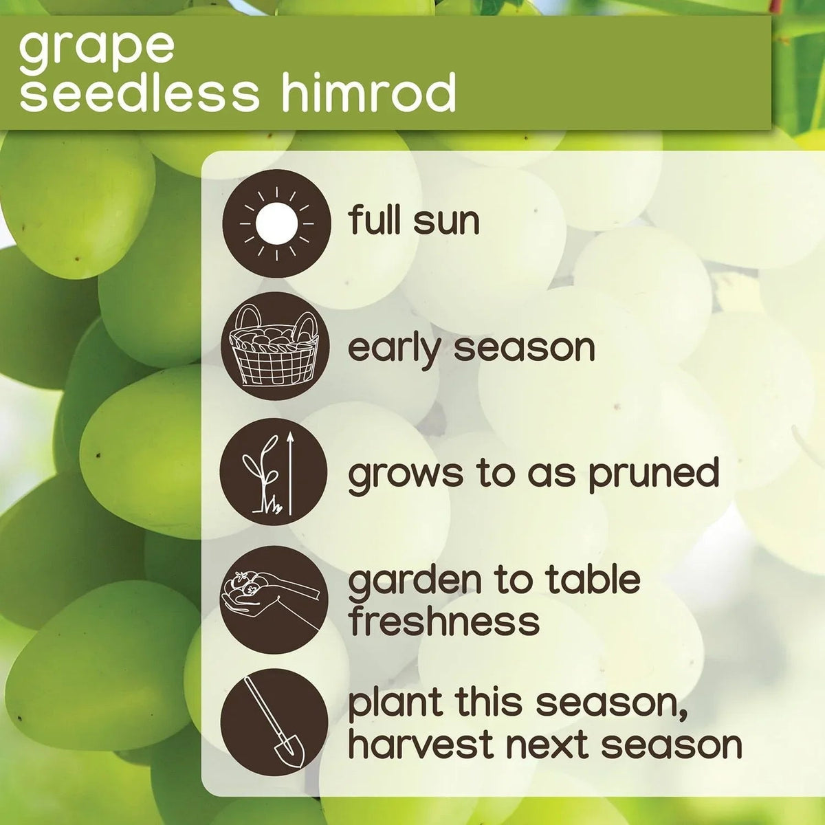 Member's Mark Grape Himrod White Seedless, 2pk