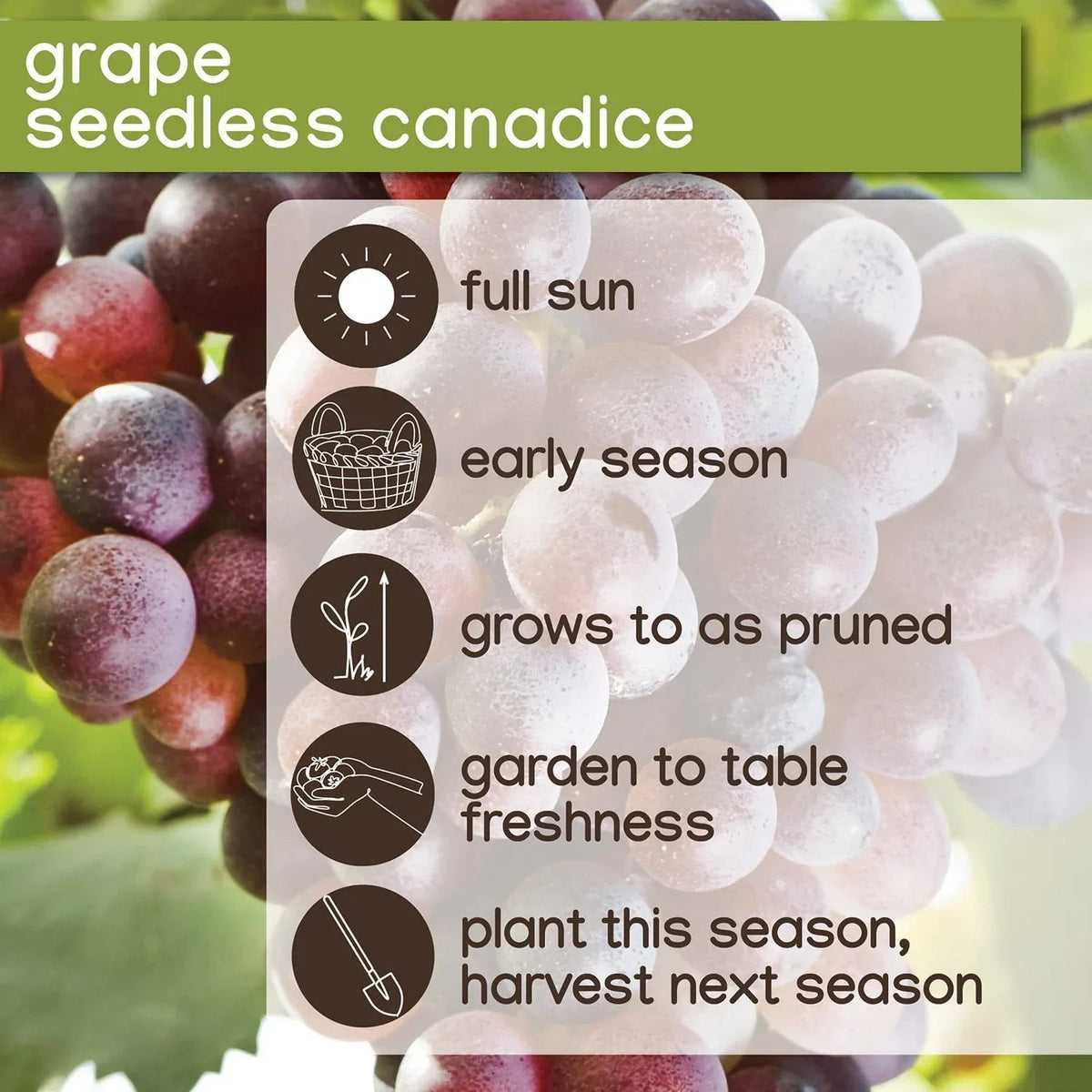 Member's Mark Grape Seedless Candice & Concord, 2pk