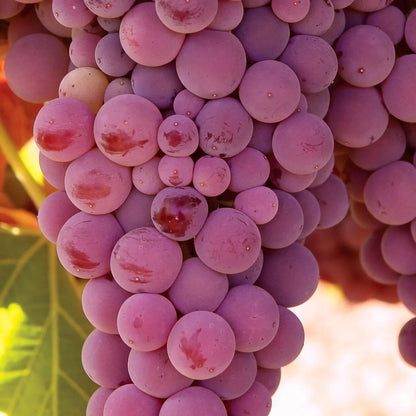 Member's Mark Grape Seedless Candice & Concord, 2pk