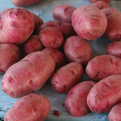 Member's Mark Seed Potatoes, 24pk