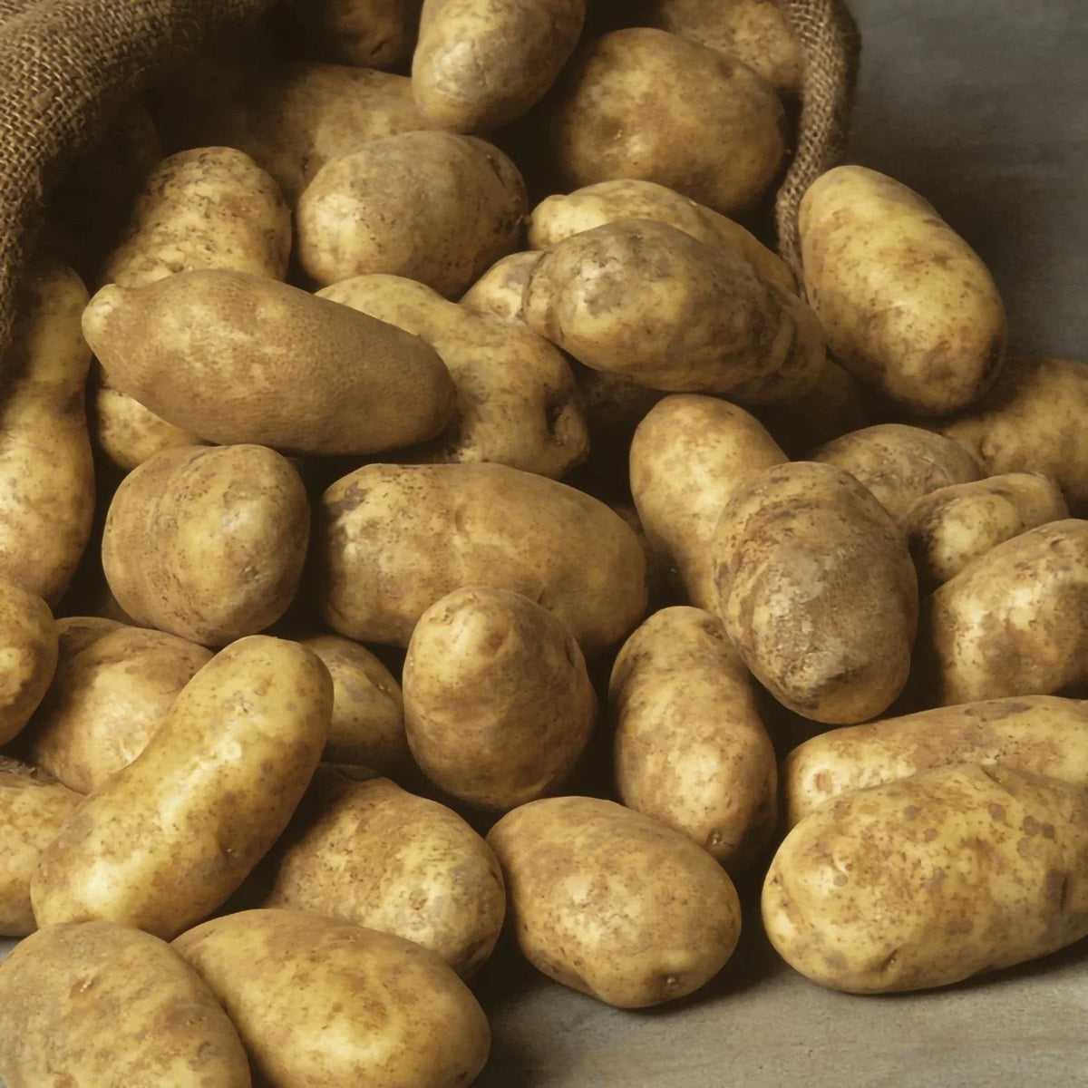 Member's Mark Seed Potatoes, 24pk