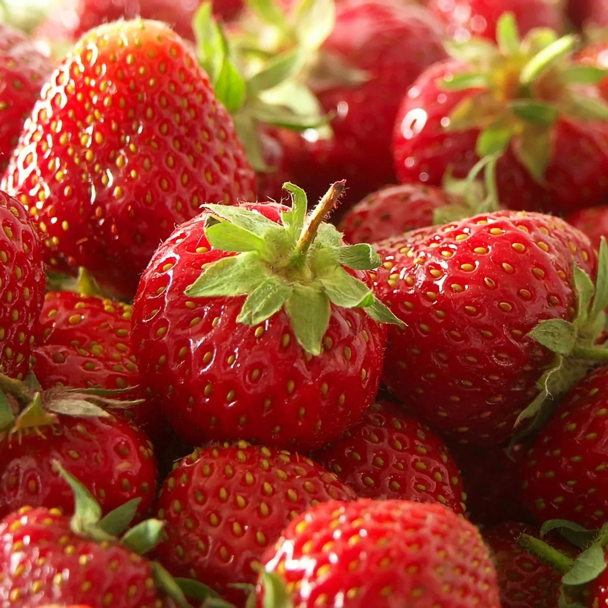 Member's Mark Strawberry Ozark Beauty, 40pk