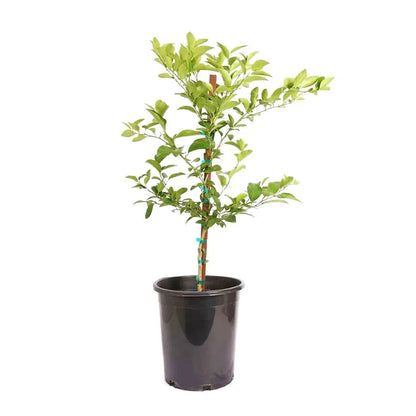 Mexican Key Lime Semi-Dwarf