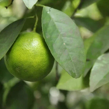 Mexican Key Lime Semi-Dwarf