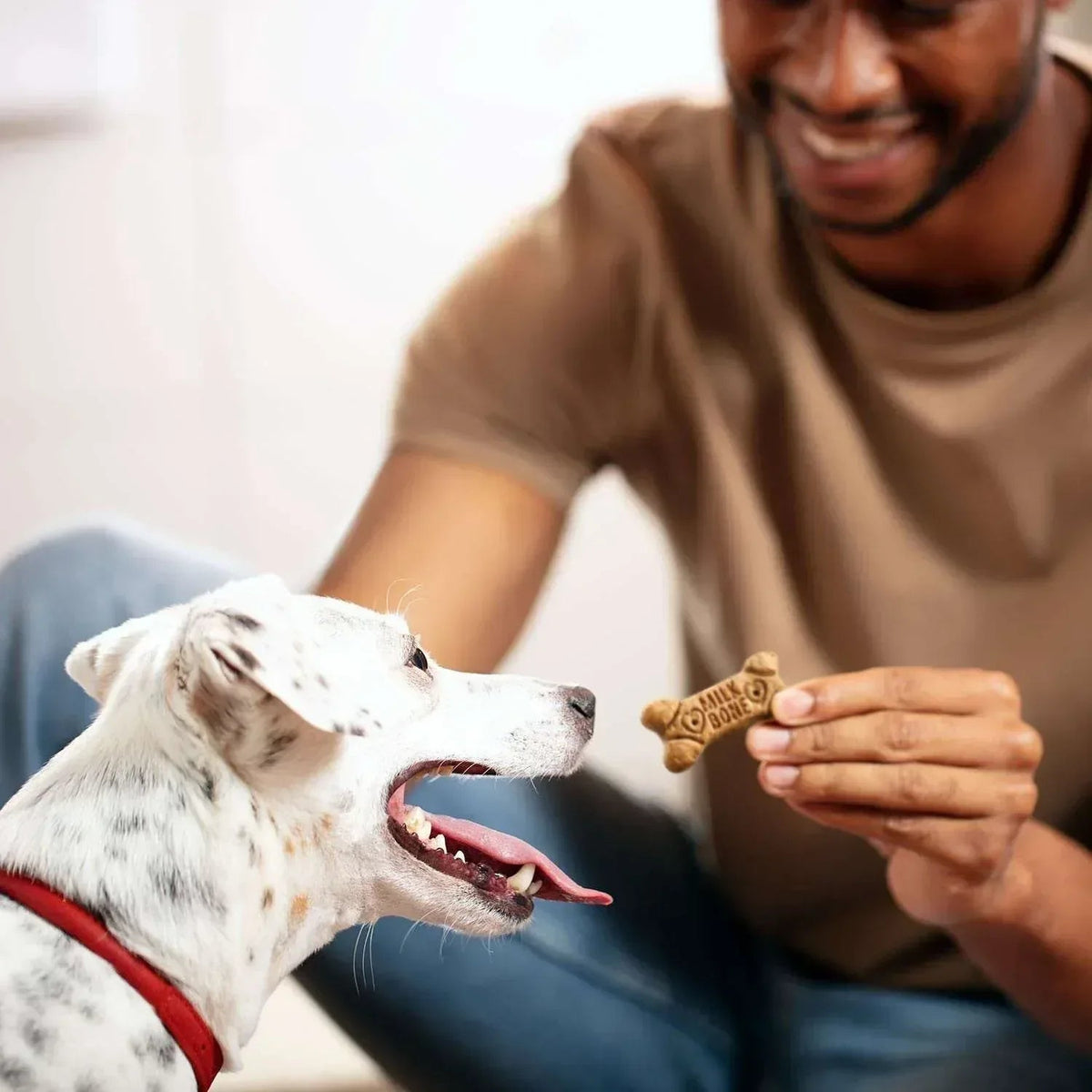 Milk-Bone Flavor Snacks Variety Pack Small Crunchy Dog Biscuits, 8 lbs.