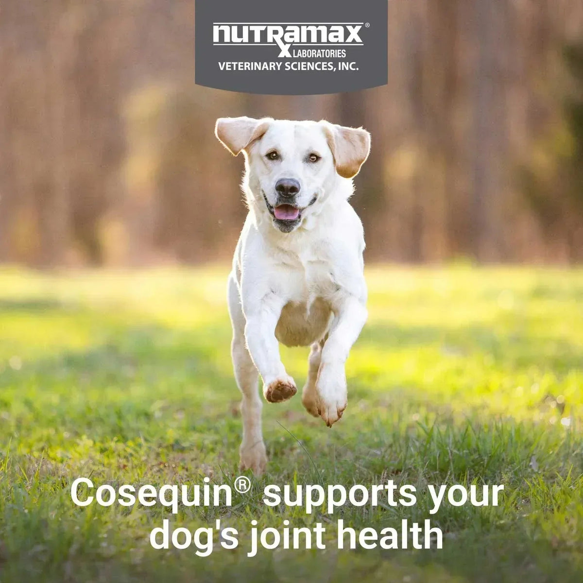 Nutramax Cosequin Joint Health Supplement for Dogs with Glucosamine, Chondroitin, MSM, Omega-3's and HA, 150 Soft Chews