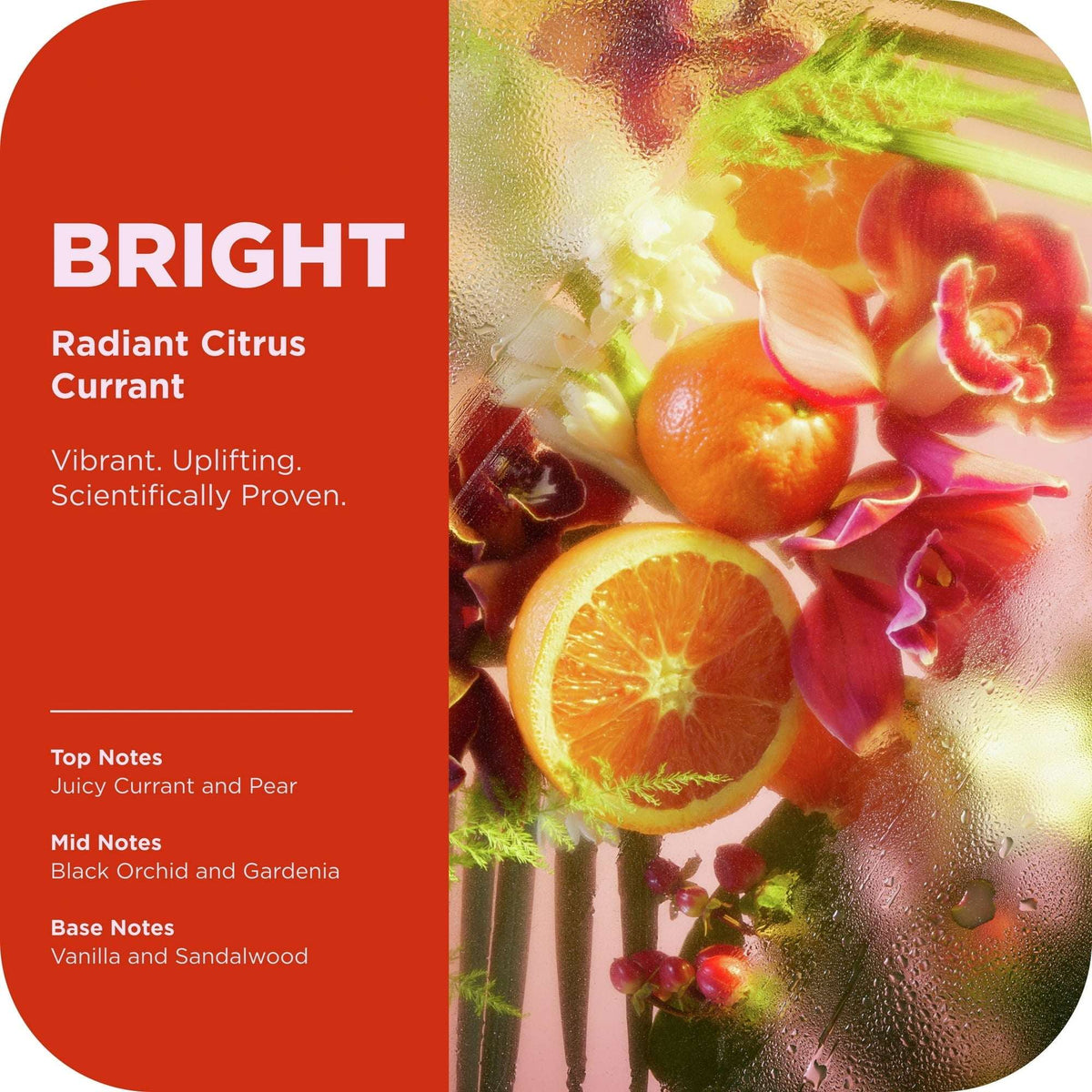 OLLY Bright Body Wash Repairs & Brightens Skin Citrus Currant, 17 oz