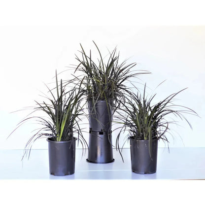 Ophiopogon 'Black Mondo' Plant, 3-pack