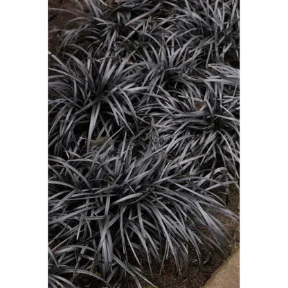 Ophiopogon 'Black Mondo' Plant, 3-pack